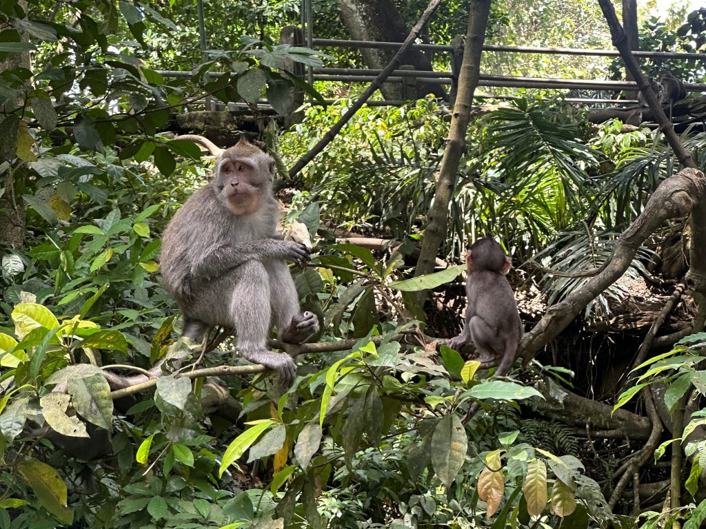 Ubud Monkey Forest, monkeys near temple statues surrounded by jungle | THE DAILY HAPPINESS