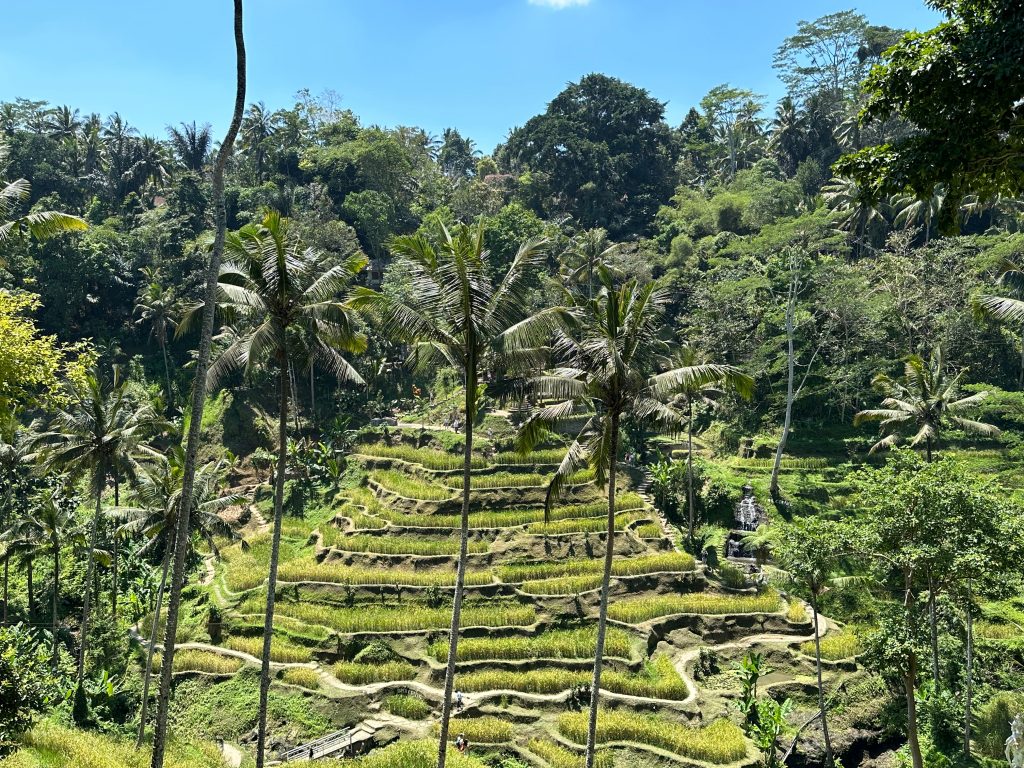 Tegallalang Rice Terraces, panoramic green rice terraces near Ubud | THE DAILY HAPPINESS