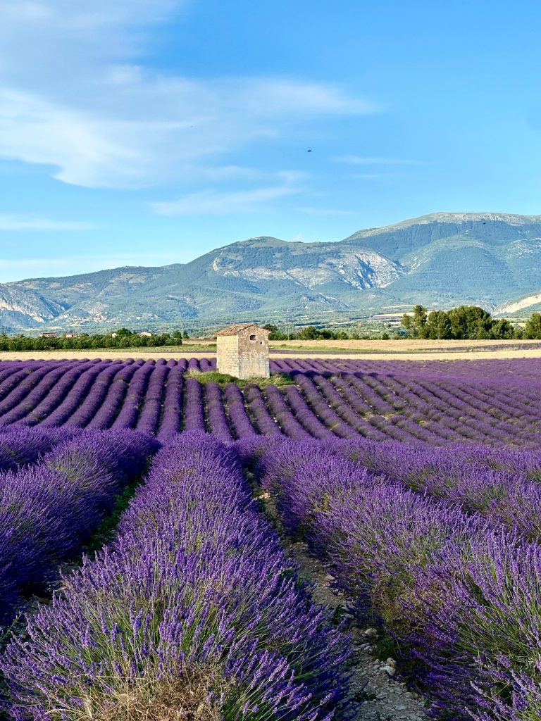 Iconic lavender fields in Valensole with the famous stone house in Provence