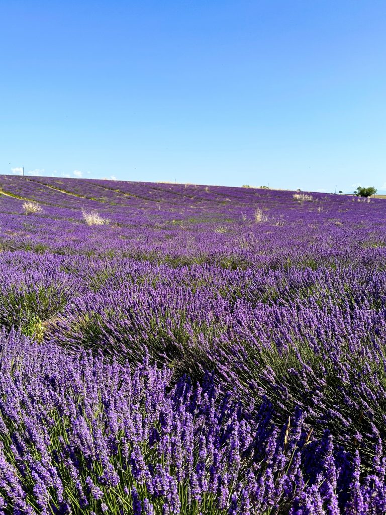 Close-up of the blooming lavender fields in Valensole Provence during summer