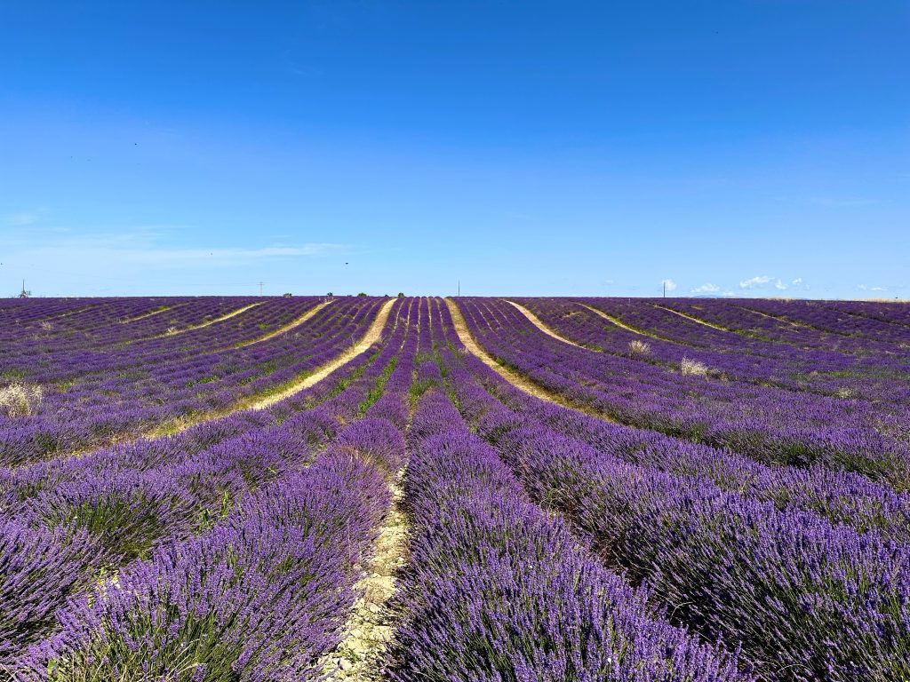 Wide view of the Valensole lavender fields in Provence France