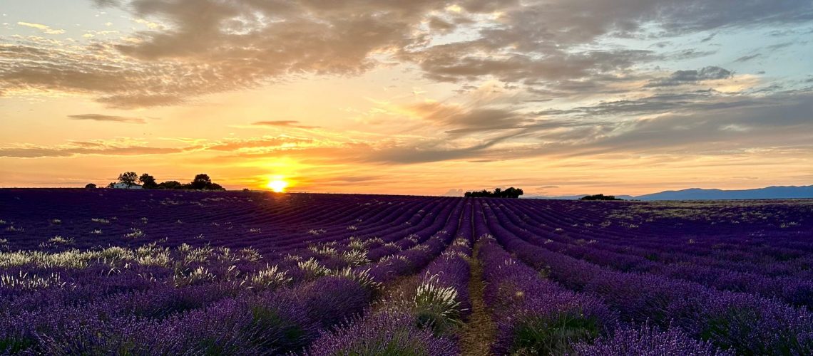 lavender-fields-guide-thedailyhappiness-cover